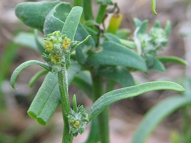 Atriplex littoralis © Kristian Peters -- <a href="//commons.wikimedia.org/wiki/User:Fabelfroh" title="User:Fabelfroh">Fabelfroh</a> 09:26, 18 November 2006 (UTC)