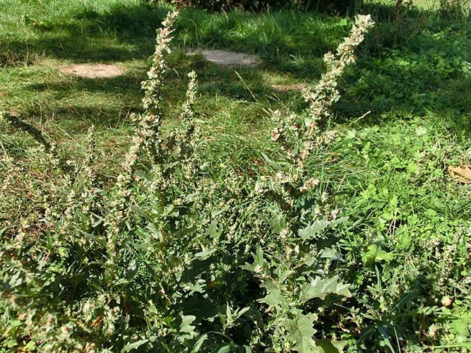 Atriplex tatarica © <a href="//commons.wikimedia.org/wiki/User:Thiotrix" title="User:Thiotrix">Gabriele Kothe-Heinrich</a>