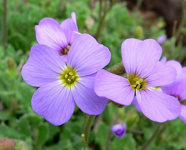 Aubrieta deltoidea © <a href="//commons.wikimedia.org/wiki/User:Stan_Shebs" title="User:Stan Shebs">Stan Shebs</a>