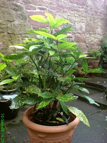 Aucuba japonica © <a href="//commons.wikimedia.org/wiki/User:Callum1234" title="User:Callum1234">Callum1234</a>