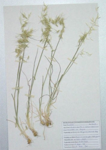 Avena sterilis &copy; U.S. Department of the Interior
