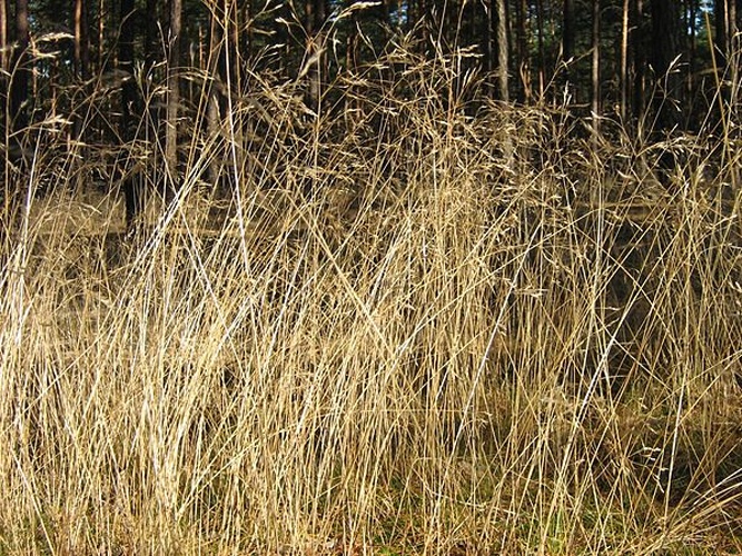 Deschampsia flexuosa &copy; <a href="https://de.wikipedia.org/wiki/User:Botaurus" class="extiw" title="de:User:Botaurus">Botaurus</a>