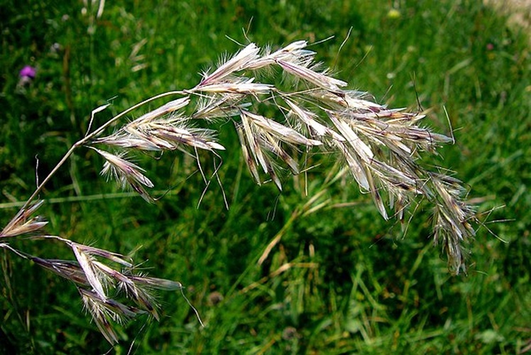 Avenula pubescens &copy; <a rel="nofollow" class="external text" href="https://www.flickr.com/people/63169246@N00">Radio Tonreg</a> from Vienna, Austria