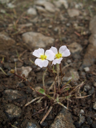 Baldellia ranunculoides © <a href="//commons.wikimedia.org/w/index.php?title=User:Wolffia&amp;action=edit&amp;redlink=1" class="new" title="User:Wolffia (page does not exist)">Wolffia</a>