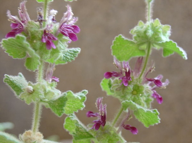 Ballota hirsuta &copy; <a href="//commons.wikimedia.org/wiki/User:Retama" title="User:Retama">Retama</a> 15:40, 1 July 2007 (UTC)