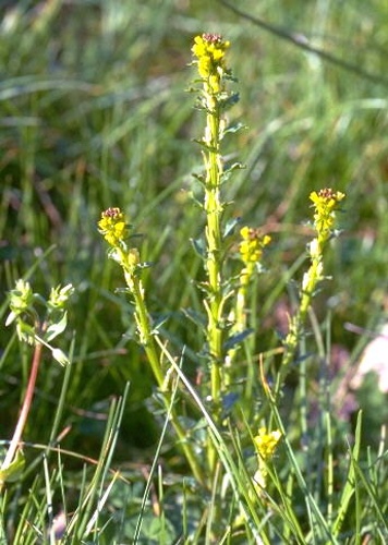 Barbarea bracteosa © Università di Catania