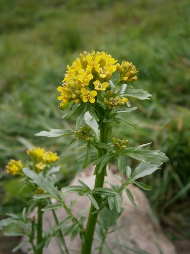 Barbarea intermedia &copy; <a href="//commons.wikimedia.org/wiki/User:Meneerke_bloem" title="User:Meneerke bloem">Meneerke bloem</a>