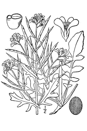 Barbarea verna © Britton, N.L., and A. Brown.