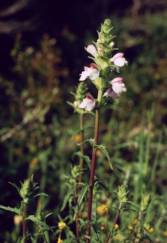 Bartsia trixago © <a href="//commons.wikimedia.org/wiki/User:Franz_Xaver" title="User:Franz Xaver">Franz Xaver</a>