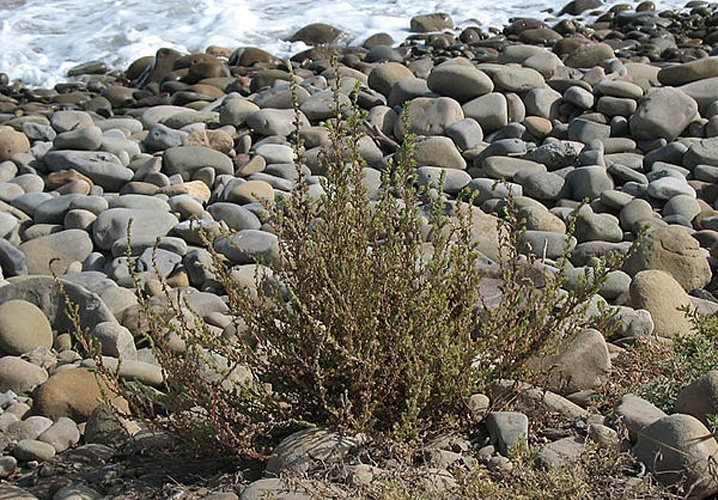 Bassia hyssopifolia © Anthony Valois, <a rel="nofollow" class="external text" href="http://www.smmflowers.org/bloom/Copyright.htm">NPS</a>