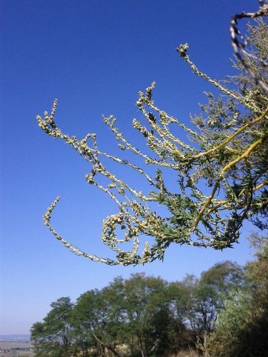 Bassia prostrata &copy; <a href="//commons.wikimedia.org/wiki/User:Stefan.lefnaer" title="User:Stefan.lefnaer">Stefan.lefnaer</a>