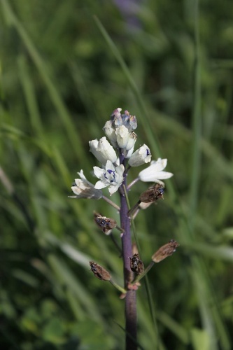 Bellevalia romana © <a href="//commons.wikimedia.org/w/index.php?title=User:ROUFFET_JF&amp;action=edit&amp;redlink=1" class="new" title="User:ROUFFET JF (page does not exist)">ROUFFET JF</a>