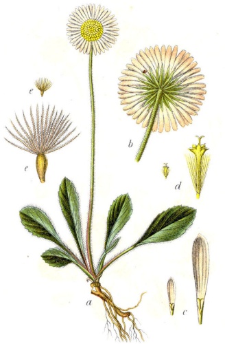 Bellidiastrum michelii &copy; Johann Georg Sturm (Painter: <a href="https://en.wikipedia.org/wiki/Jacob_Sturm" class="extiw" title="en:Jacob Sturm">Jacob Sturm</a>)