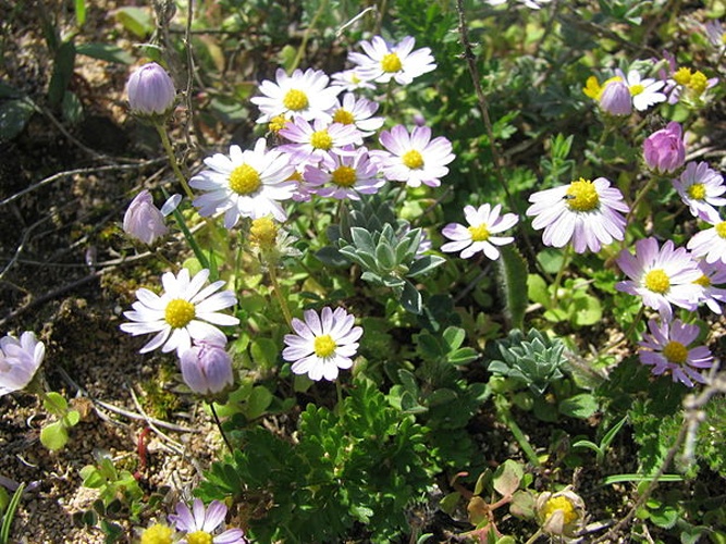 Bellis annua © No machine-readable author provided. <a href="//commons.wikimedia.org/wiki/User:Hagen_Graebner" title="User:Hagen Graebner">Hagen Graebner</a> assumed (based on copyright claims).