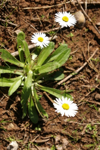 Bellis Lupestris &copy; <a href="//commons.wikimedia.org/wiki/User:Eitan_f" title="User:Eitan f">Eitan f</a>