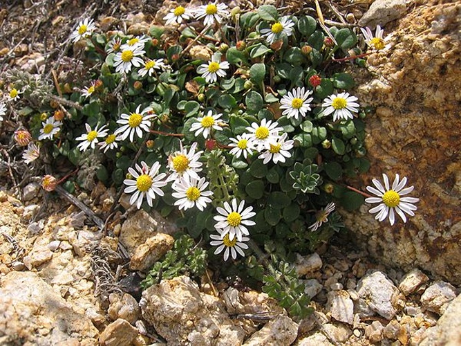 Bellium bellidioides © <a href="//commons.wikimedia.org/wiki/User:Tigerente" title="User:Tigerente">User:Tigerente</a>