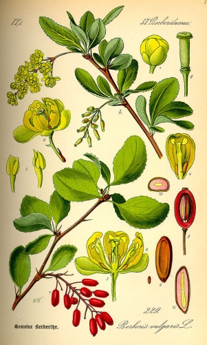 Berberis vulgaris &copy; 