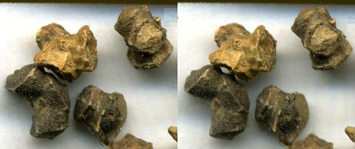 Beta vulgaris &copy; John Alan Elson