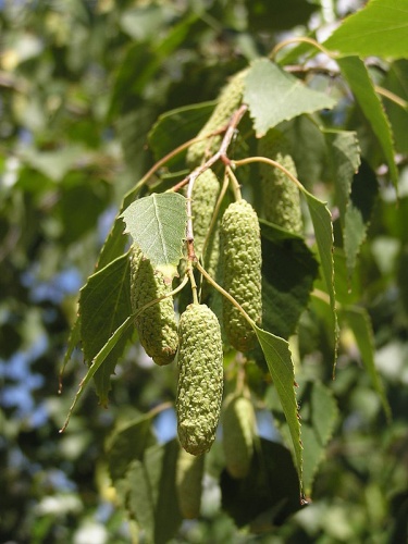 Betula pendula &copy; <table><tbody><tr>
<td>
</td>
<td>This picture has been taken by <a href="//commons.wikimedia.org/wiki/User:Butko" title="User:Butko">Andrew Butko</a>. Contact e-mail: <a rel="nofollow" class="external text" href="mailto:abutko@gmail.com">abutko@gmail.com</a>. Do not copy this image illegally by ignoring the terms of the СС-BY-SA or GNU FDL licenses, as it is not in the public domain. Other photos <a href="//commons.wikimedia.org/wiki/Category:Photos,_created_by_Andrew_Butko" title="Category:Photos, created by Andrew Butko">see here</a>.
</td>
</tr></tbody></table>