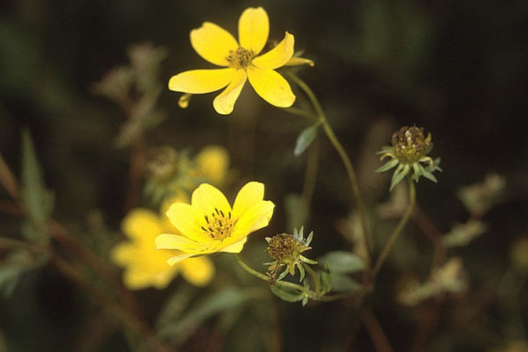 Bidens aristosa &copy; Robert H. Mohlenbrock @ USDA-NRCS PLANTS Database / USDA NRCS. 1995. Northeast wetland flora: Field office guide to plant species. Northeast National Technical Center, Chester.