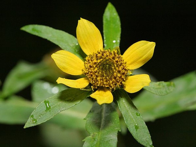 Bidens cernua &copy; Kristian Peters -- <a href="//commons.wikimedia.org/wiki/User:Fabelfroh" title="User:Fabelfroh">Fabelfroh</a> 11:10, 21 October 2007 (UTC)