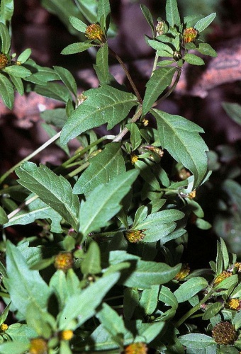 Bidens connata © 