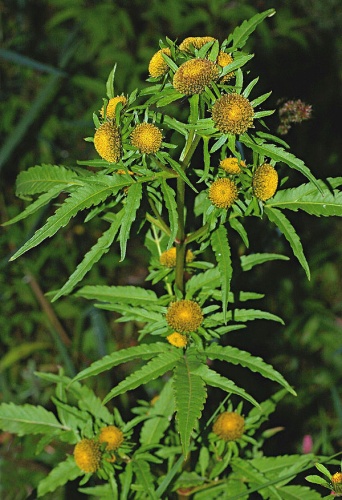 Bidens radiata © <a href="//commons.wikimedia.org/wiki/User:Fice" title="User:Fice">Christian Fischer</a>