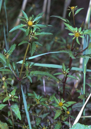 Bidens tripartita &copy; 