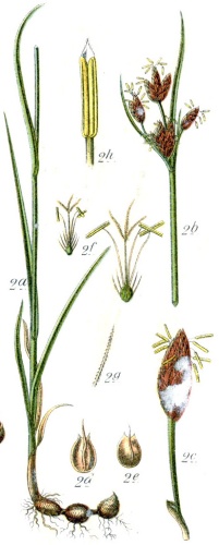 Bolboschoenus maritimus &copy; Johann Georg Sturm (Painter: <a href="https://en.wikipedia.org/wiki/Jacob_Sturm" class="extiw" title="en:Jacob Sturm">Jacob Sturm</a>)