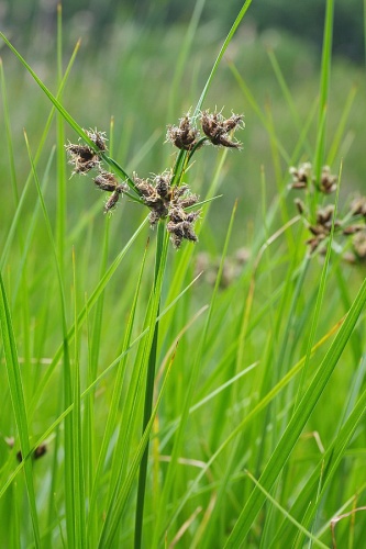 Bolboschoenus planiculmis © <a href="//commons.wikimedia.org/wiki/User:Fice" title="User:Fice">Christian Fischer</a>.