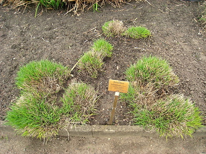 Bothriochloa ischaemum © <a href="//commons.wikimedia.org/wiki/User:Daderot" title="User:Daderot">Daderot</a>