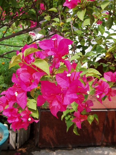 Bougainvillea glabra &copy; Taken by <a href="//commons.wikimedia.org/wiki/User:Fanghong" title="User:Fanghong"> Fanghong</a>