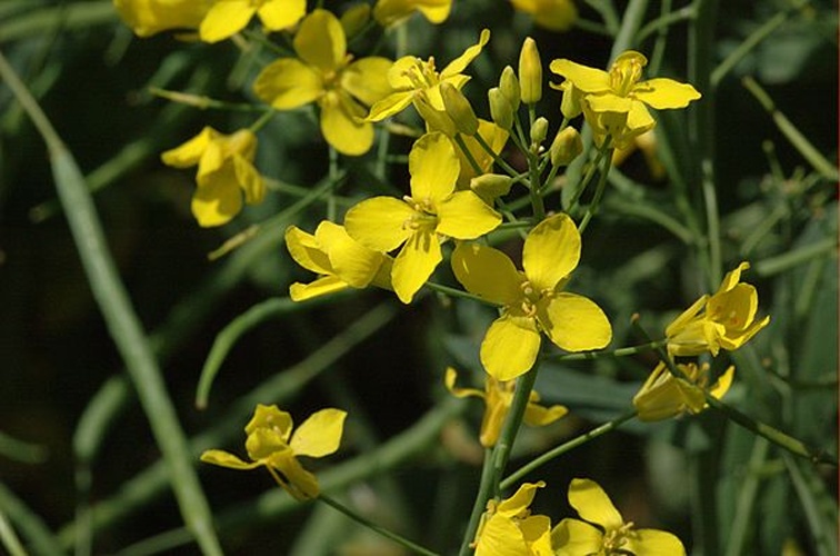 rapeseed &copy; Gary Houston <a href="//commons.wikimedia.org/wiki/User:Ghouston" title="User:Ghouston">Ghouston</a> 22:08, 28 August 2005 (UTC)