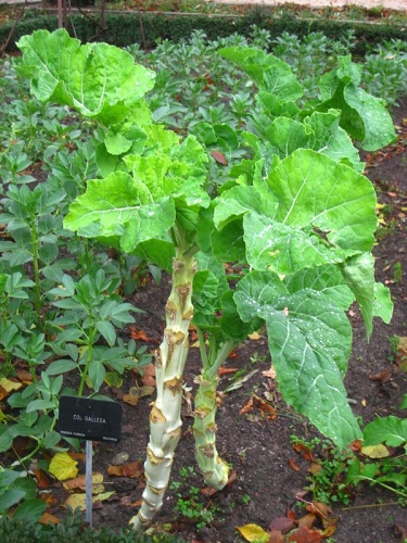 Brassica oleracea © <a href="//commons.wikimedia.org/wiki/User:Daderot" title="User:Daderot">Daderot</a>
