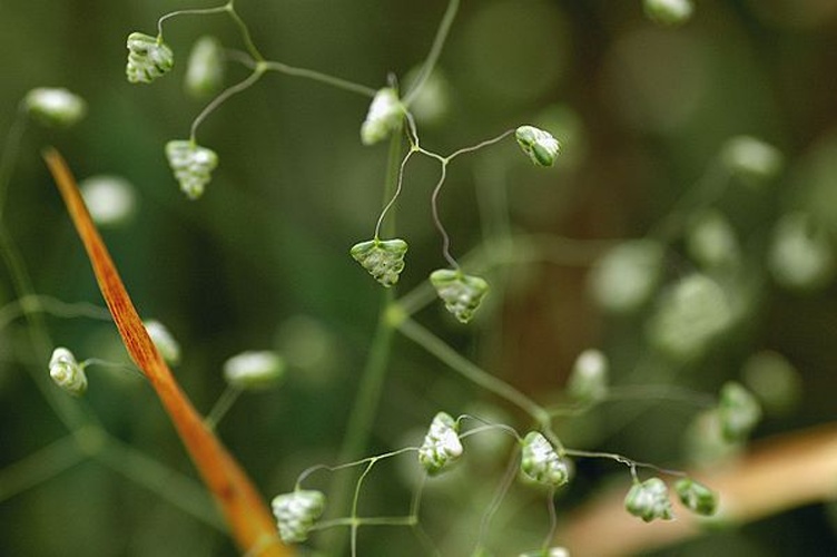 Briza minor &copy; <a href="//commons.wikimedia.org/w/index.php?title=User:Sphl&amp;action=edit&amp;redlink=1" class="new" title="User:Sphl (page does not exist)">Sphl</a>