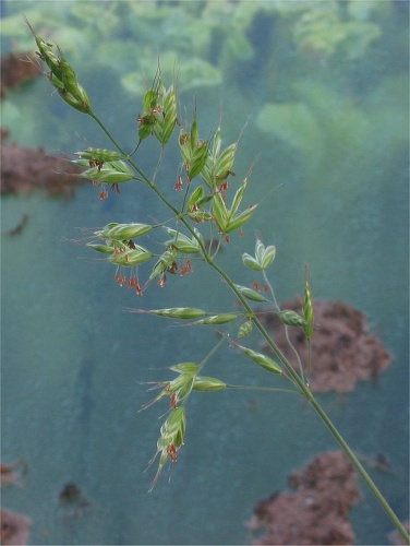 Bromus hordeaceus &copy; <a href="//commons.wikimedia.org/wiki/User:Rasbak" title="User:Rasbak">Rasbak</a>