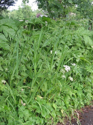 Bromus racemosus &copy; 