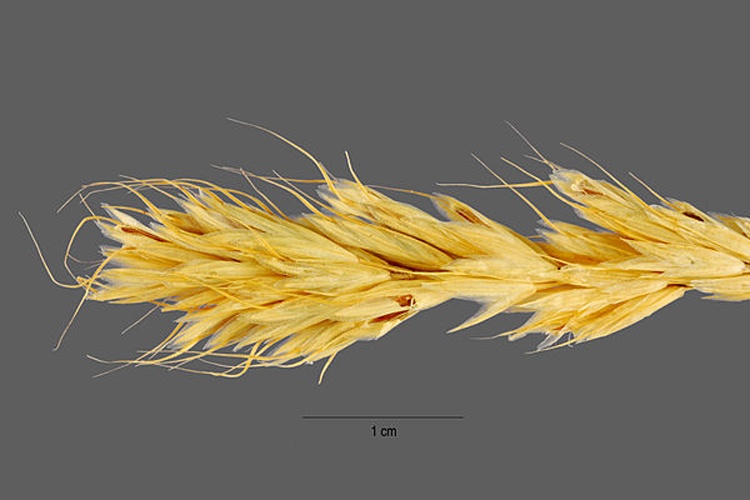 Bromus scoparius © Jose Hernandez. Provided by ARS Systematic Botany and Mycology Laboratory. Soviet Union (Former).