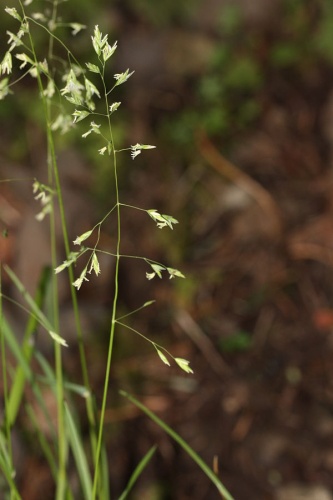 Bromus sitchensis © <a href="//commons.wikimedia.org/wiki/User:Wsiegmund" title="User:Wsiegmund">Walter Siegmund</a> <a href="//commons.wikimedia.org/wiki/User_talk:Wsiegmund" title="User talk:Wsiegmund">(talk)</a>