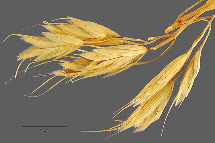 Bromus squarrosus © Jose Hernandez. Provided by ARS Systematic Botany and Mycology Laboratory. Soviet Union (Former), Turkistan.
