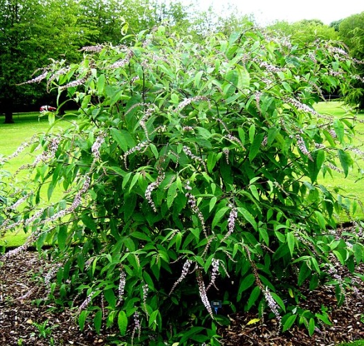 Buddleja albiflora © <a href="//commons.wikimedia.org/w/index.php?title=User:Ptelea&amp;action=edit&amp;redlink=1" class="new" title="User:Ptelea (page does not exist)">Ptelea</a>