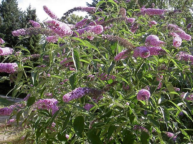 Buddleja davidii &copy; --<a href="//commons.wikimedia.org/wiki/User:IKAl" title="User:IKAl">IKAl</a> 15:22, 23 July 2007 (UTC)