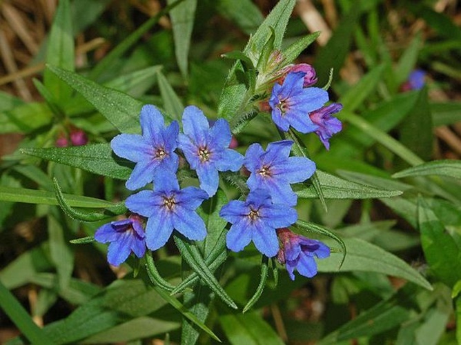 Buglossoides purpurocaerulea &copy; <a href="//commons.wikimedia.org/wiki/User:Hectonichus" title="User:Hectonichus">Hectonichus</a>