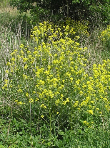 Bunias orientalis © <a href="//commons.wikimedia.org/wiki/User:Don_Pedro28" title="User:Don Pedro28">Petr Filippov</a>