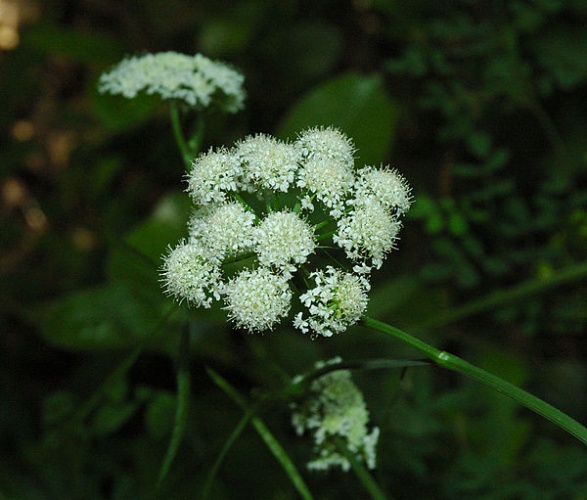 Bunium bulbocastanum © Flickr-User Gaspa