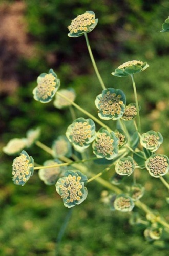 Bupleurum angulosum © <a href="//commons.wikimedia.org/wiki/Ghislain118" class="mw-redirect" title="Ghislain118">Ghislain118 (AD)</a> <a rel="nofollow" class="external free" href="http://www.fleurs-des-montagnes.net">http://www.fleurs-des-montagnes.net</a>