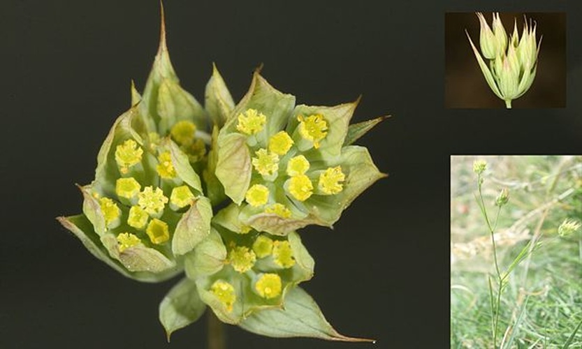 Bupleurum baldense &copy; <a href="//commons.wikimedia.org/wiki/User:Alberto_Salguero" title="User:Alberto Salguero">Alberto Salguero</a>