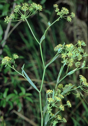 Bupleurum falcatum © 