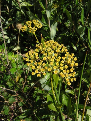 Bupleurum fruticosum © No machine-readable author provided. <a href="//commons.wikimedia.org/wiki/User:Aroche" title="User:Aroche">Aroche</a> assumed (based on copyright claims).