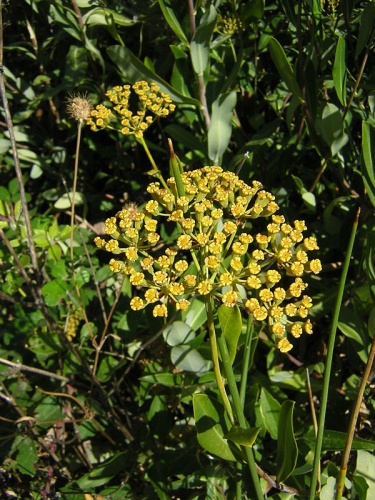 Bupleurum fruticosum &copy; No machine-readable author provided. <a href="//commons.wikimedia.org/wiki/User:Aroche" title="User:Aroche">Aroche</a> assumed (based on copyright claims).